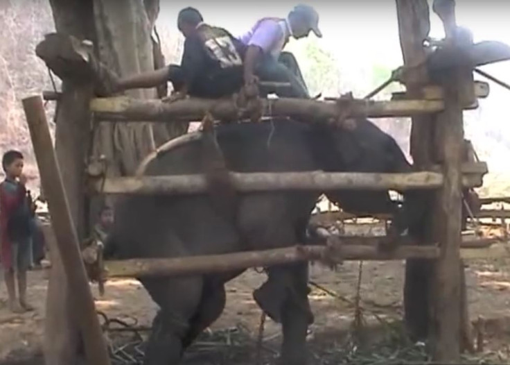 Still from 'pajan' training of elephants