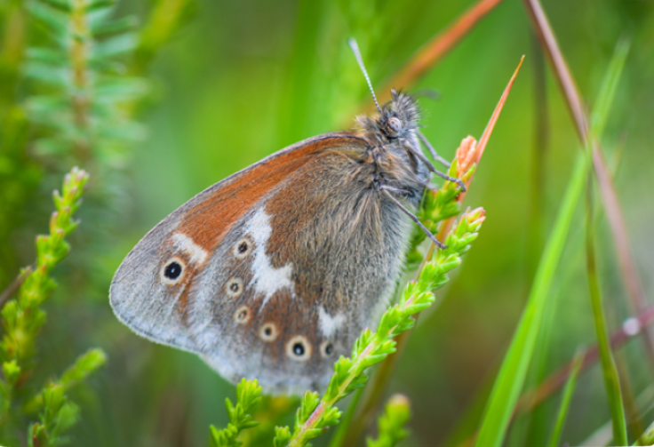 large heath butterfly