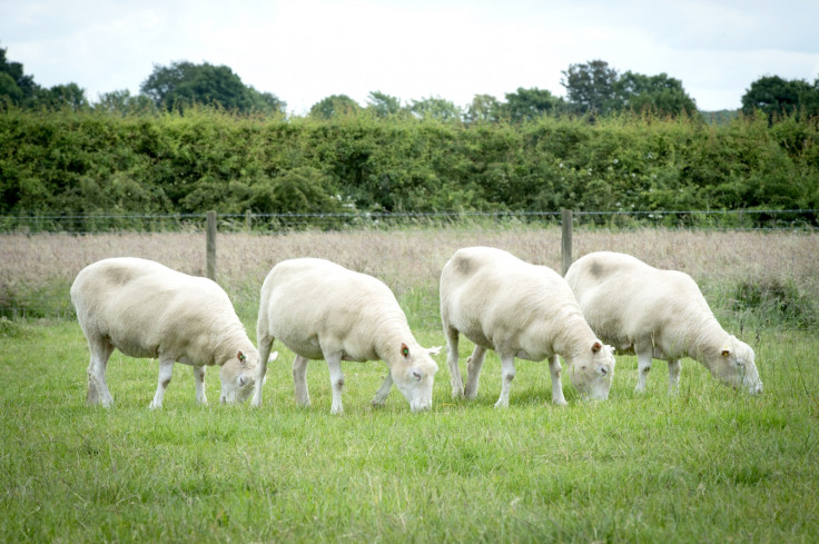 sheep cloning ageing