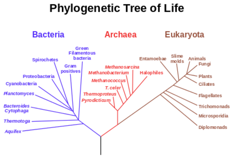 last-universal-common-ancestor-did-first-life-on-earth-begin-in-a-hot