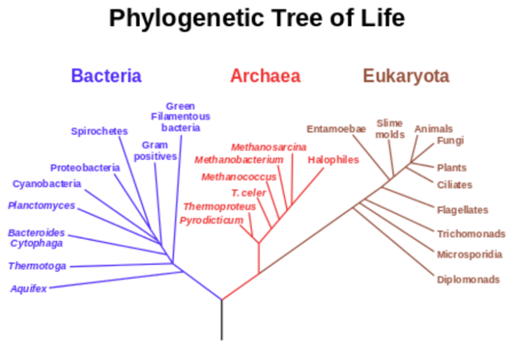 last universal common ancestor