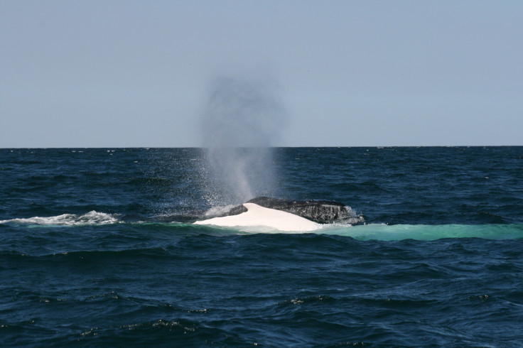White humpback whale