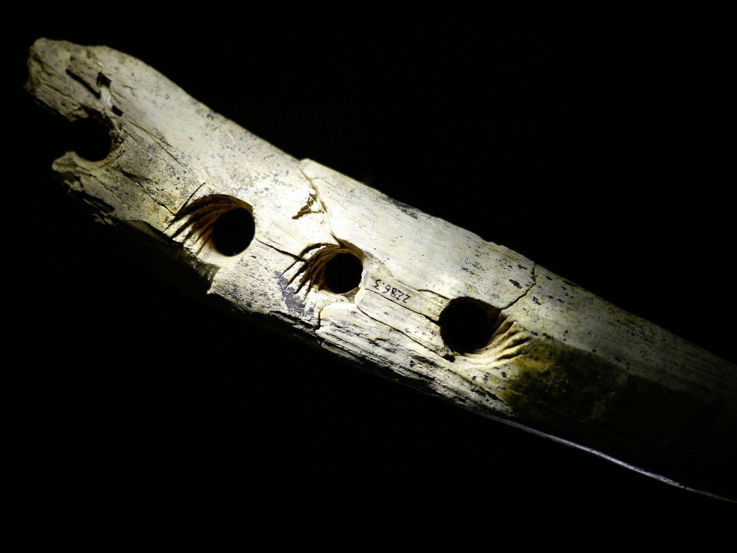 Ivory tool from 40,000 years ago sheds light on how hunter ...