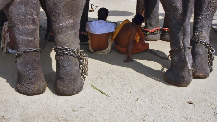 Elephant in chains with mahouts