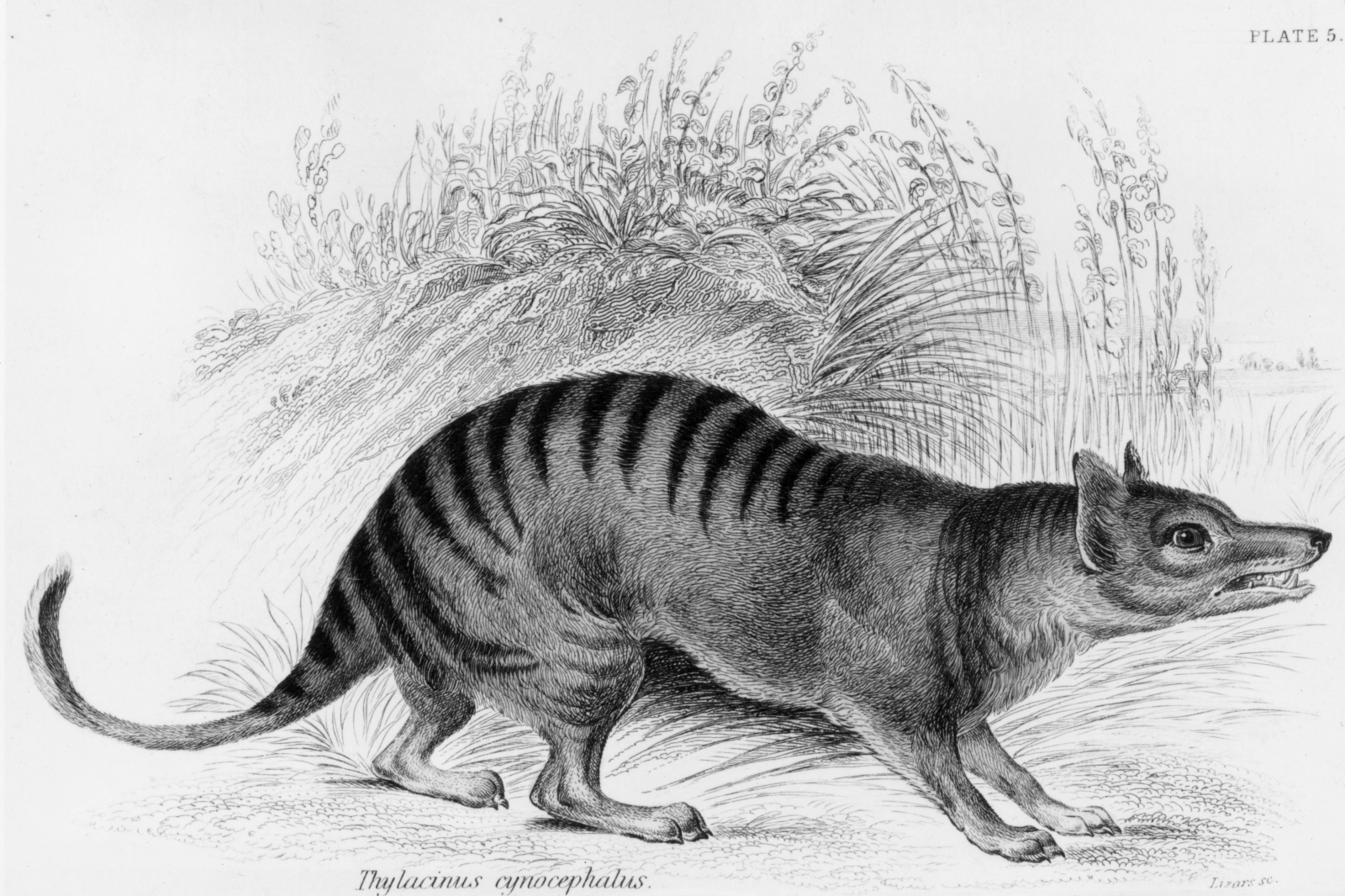 Whollydooleya tomnpatrichorum weighed 25 kg and died out 5 million