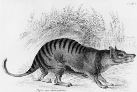 Tasmanian tiger Australia