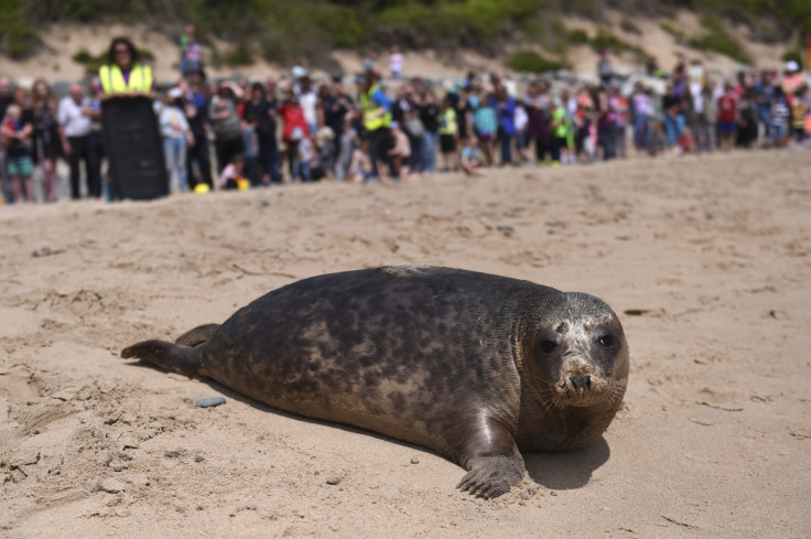 Seal