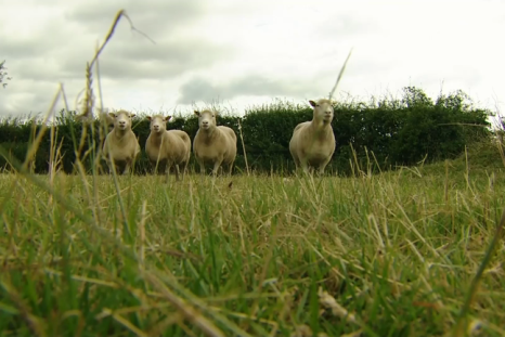 Dolly the sheep's legacy lives on as four clones reach age of nine
