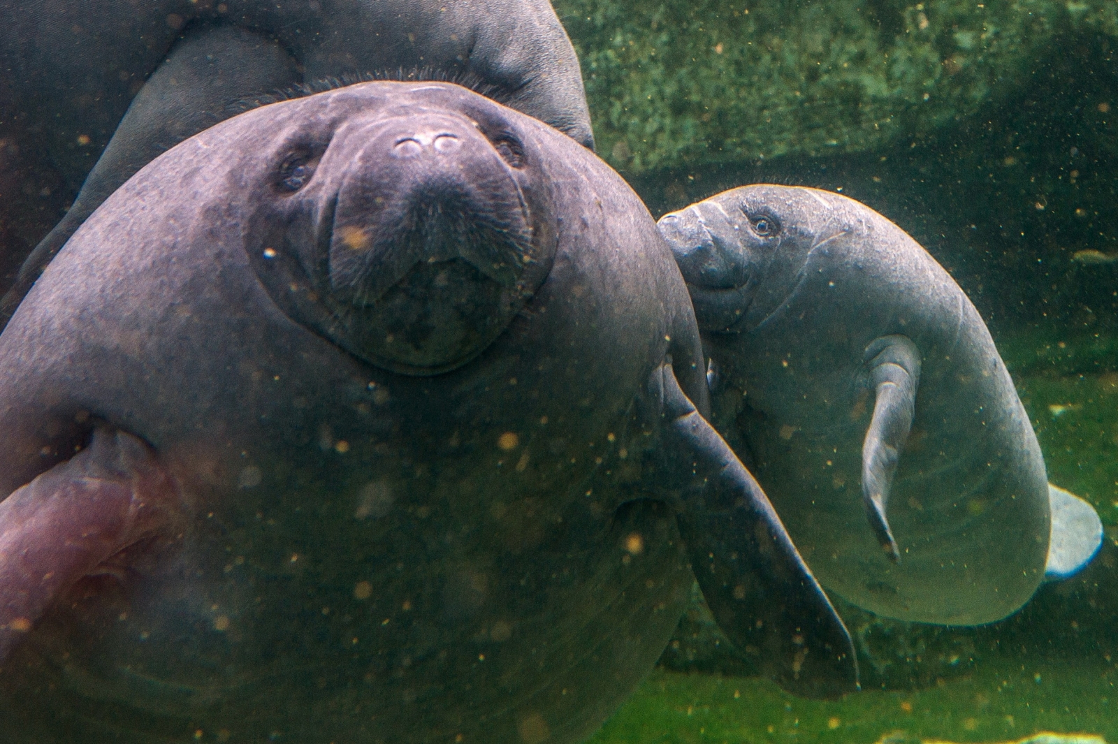 Manatees to be reintroduced to Guadeloupe for first time in a century ...