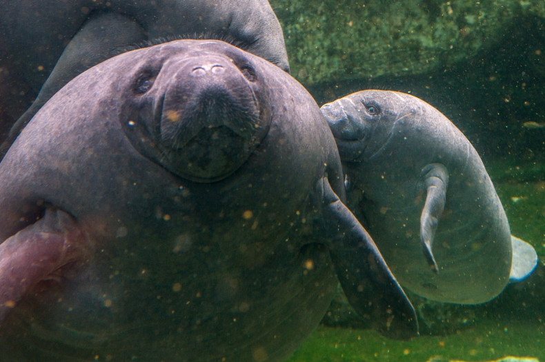Manatees in France