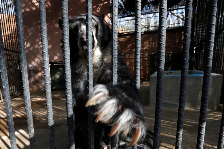 Venezuela zoo animals