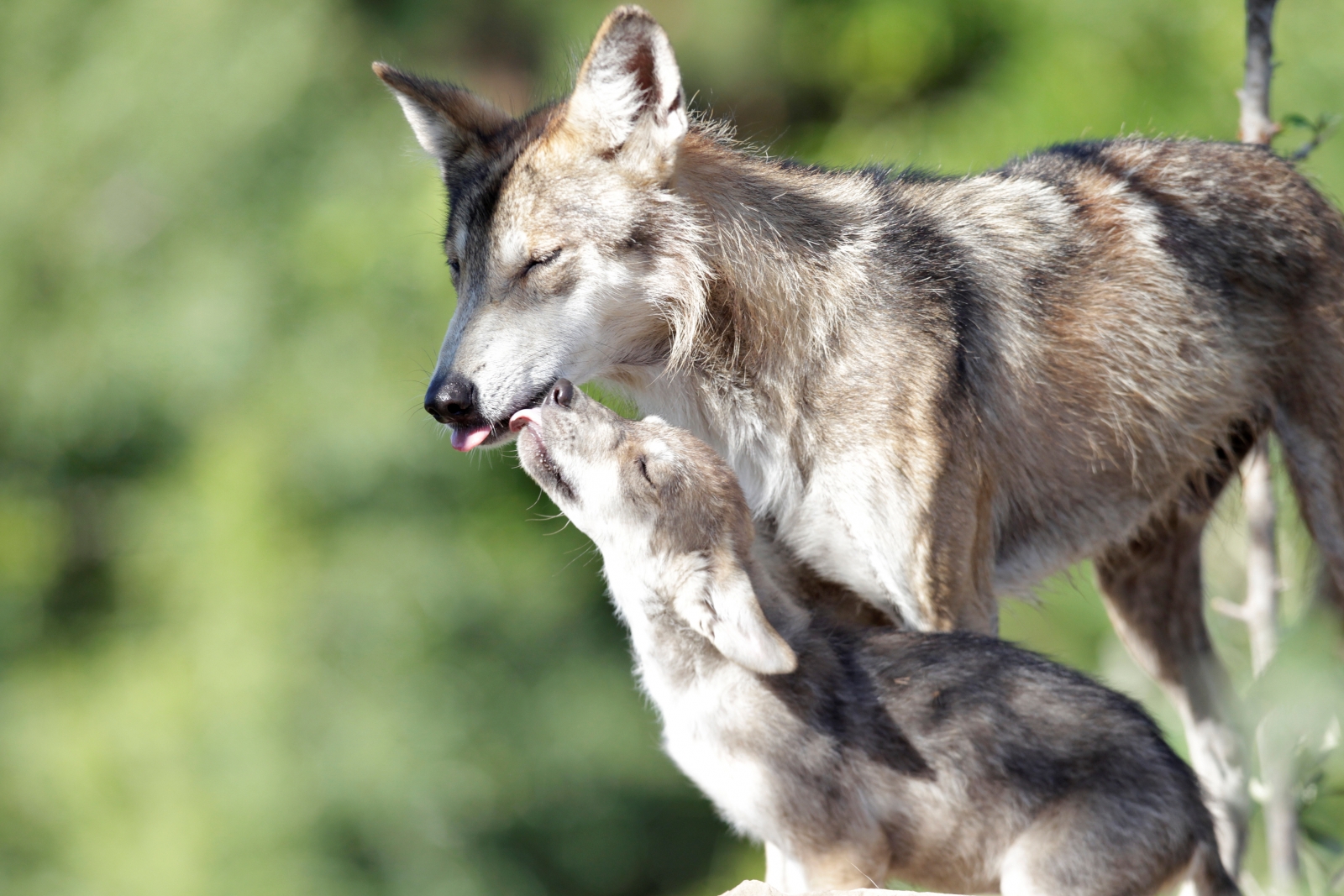 Spanish parents told they cannot name their son 'Wolf'