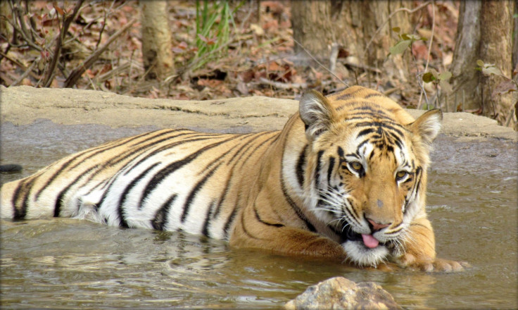 India tiger Jai