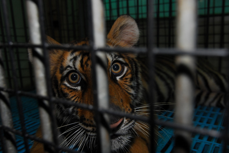 A caged tiger in Thailand
