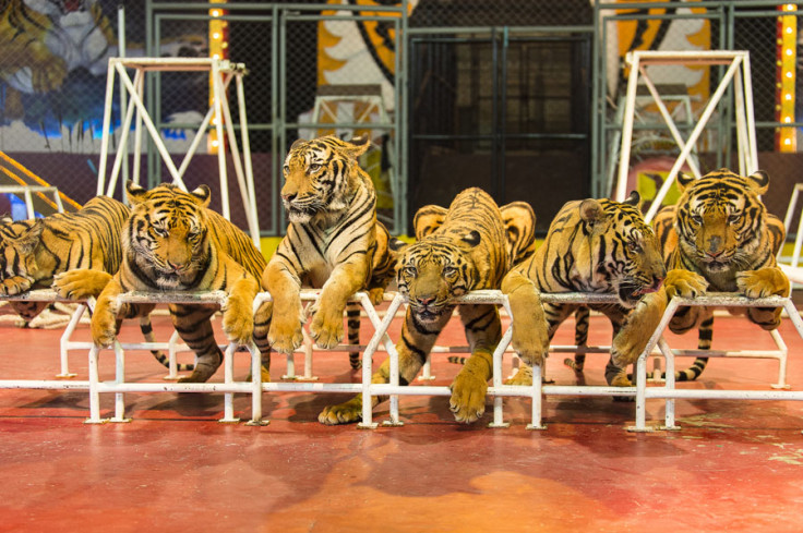 Tigers in a circus ring in Thailand