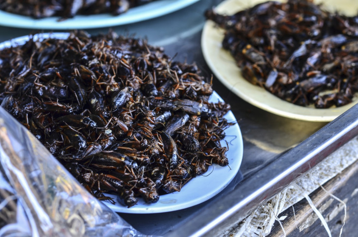 cockroach milk superfood