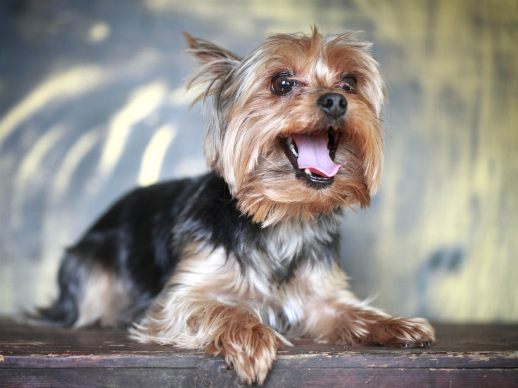 Happy yorkshire terrier