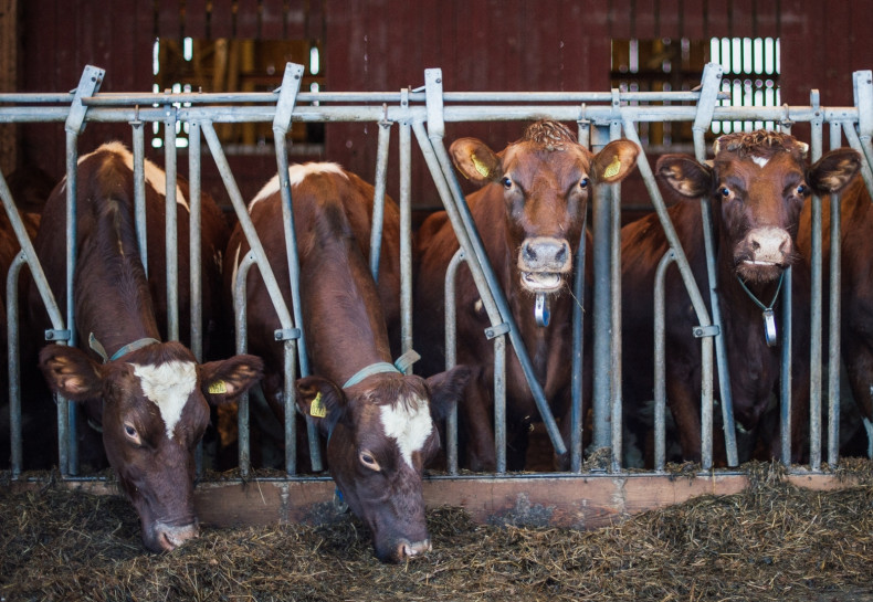 Cows feed at Swedish dairy farm