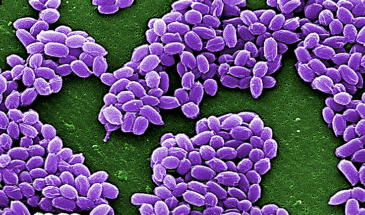 Anthrax bacilli