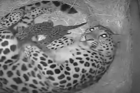 Amur Leopards born