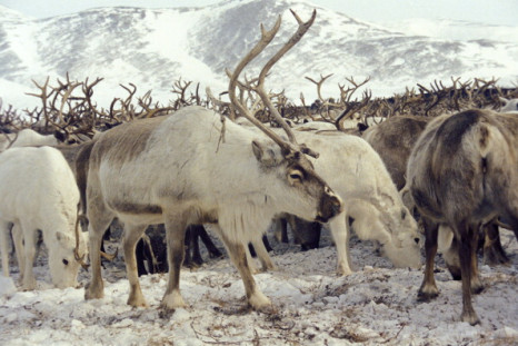 Siberia reindeer Anthrax