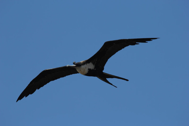 frigatebirds sleep while flying