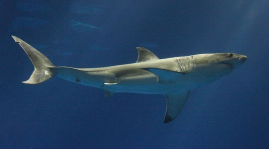 Great White Shark