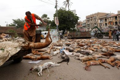 Pakistan Karachi dog culling