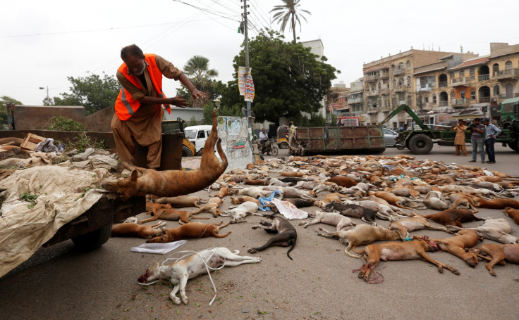 Pakistan Karachi dog culling