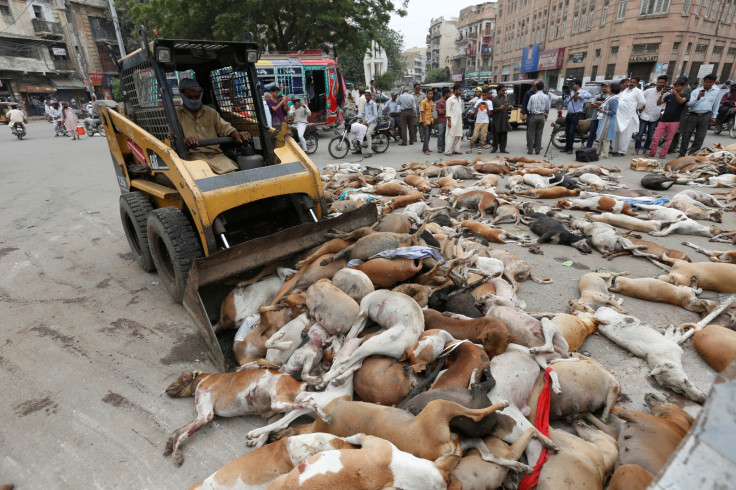 Pakistan Karachi dog culling