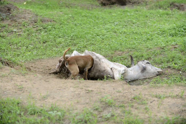 Indian cows