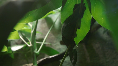 Nausicaa tropical rainforest