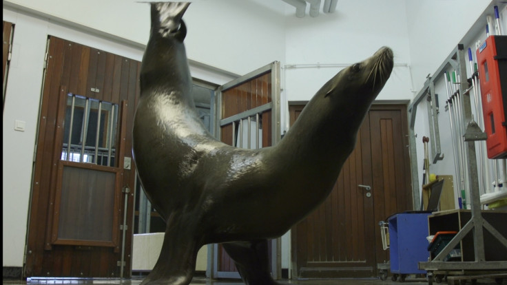 nausicaa sea lions