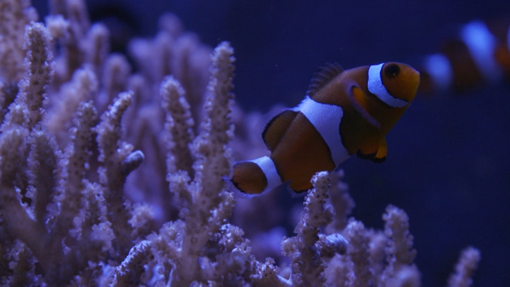 nausicaa aquarium france