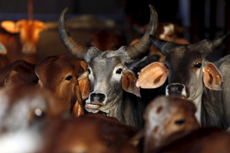 Narendra Modi cow vigilantes