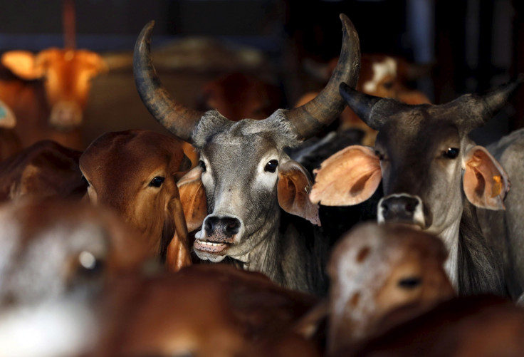 Narendra Modi cow vigilantes