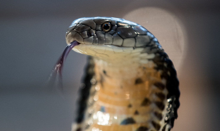 King Cobra at UK zoo