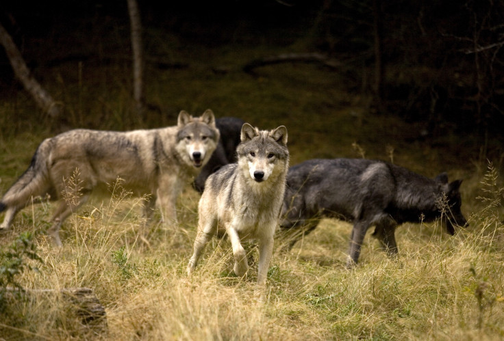 Wolves in Alaska's Denali National Park