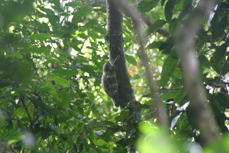 Malayan colugo lentivirus