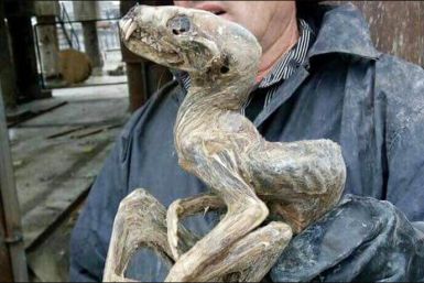 Siberia mummified monster
