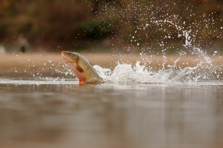 Common carp leaping out of the water