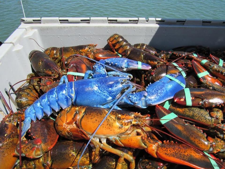 Cape Cod blue lobster Fisherman Wayne Nickerson reels in rare crustacean