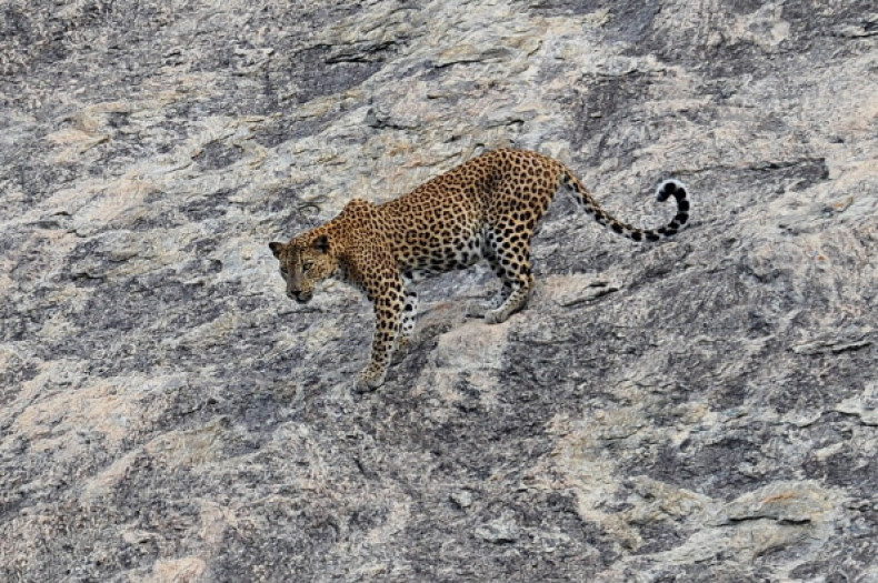 leopard population decline 