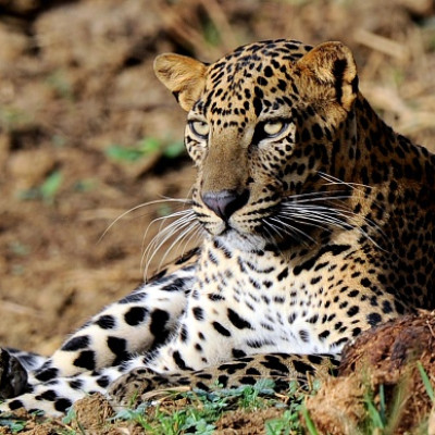 leopard population decline 