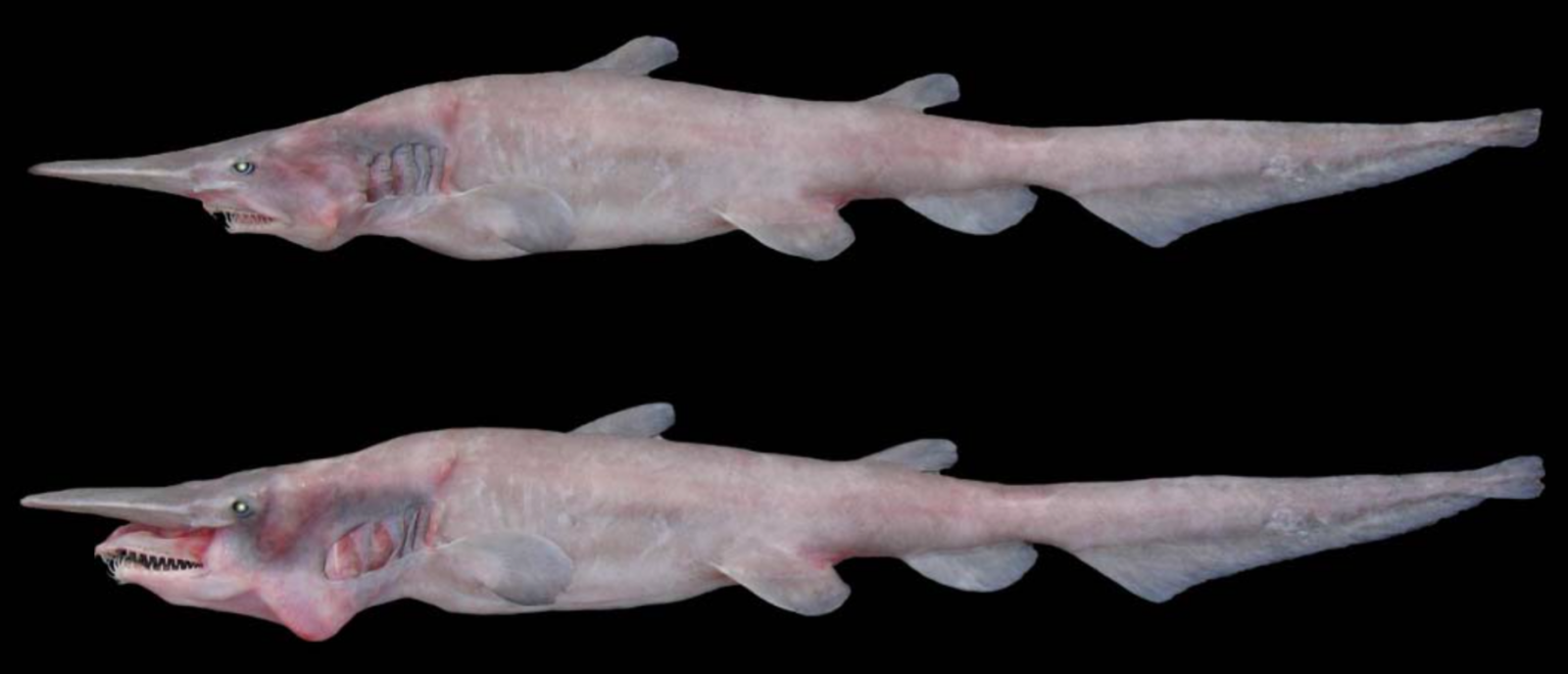 goblin shark