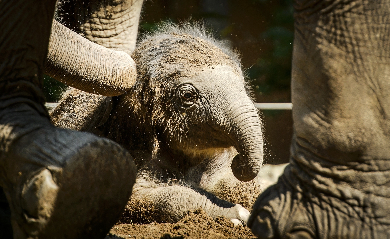 Newborn elephant pictured at Rotterdam zoo