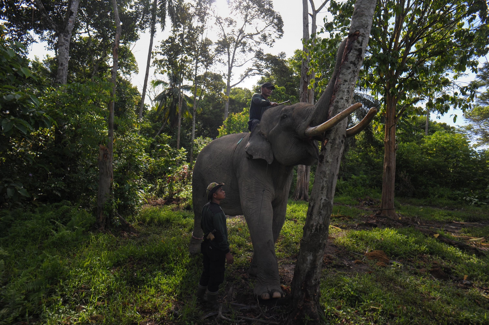 Elephant rubs against tree