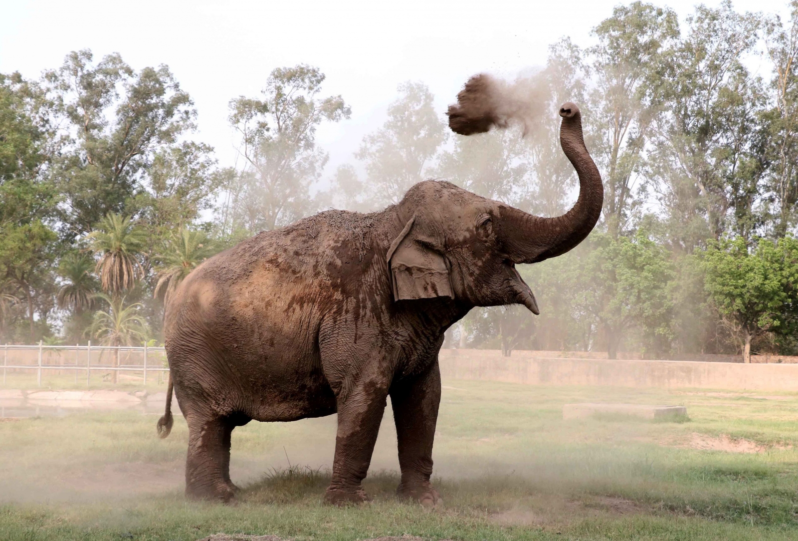 Elephant gives himself dust bath
