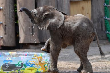 tamika the elephant plays in a pool