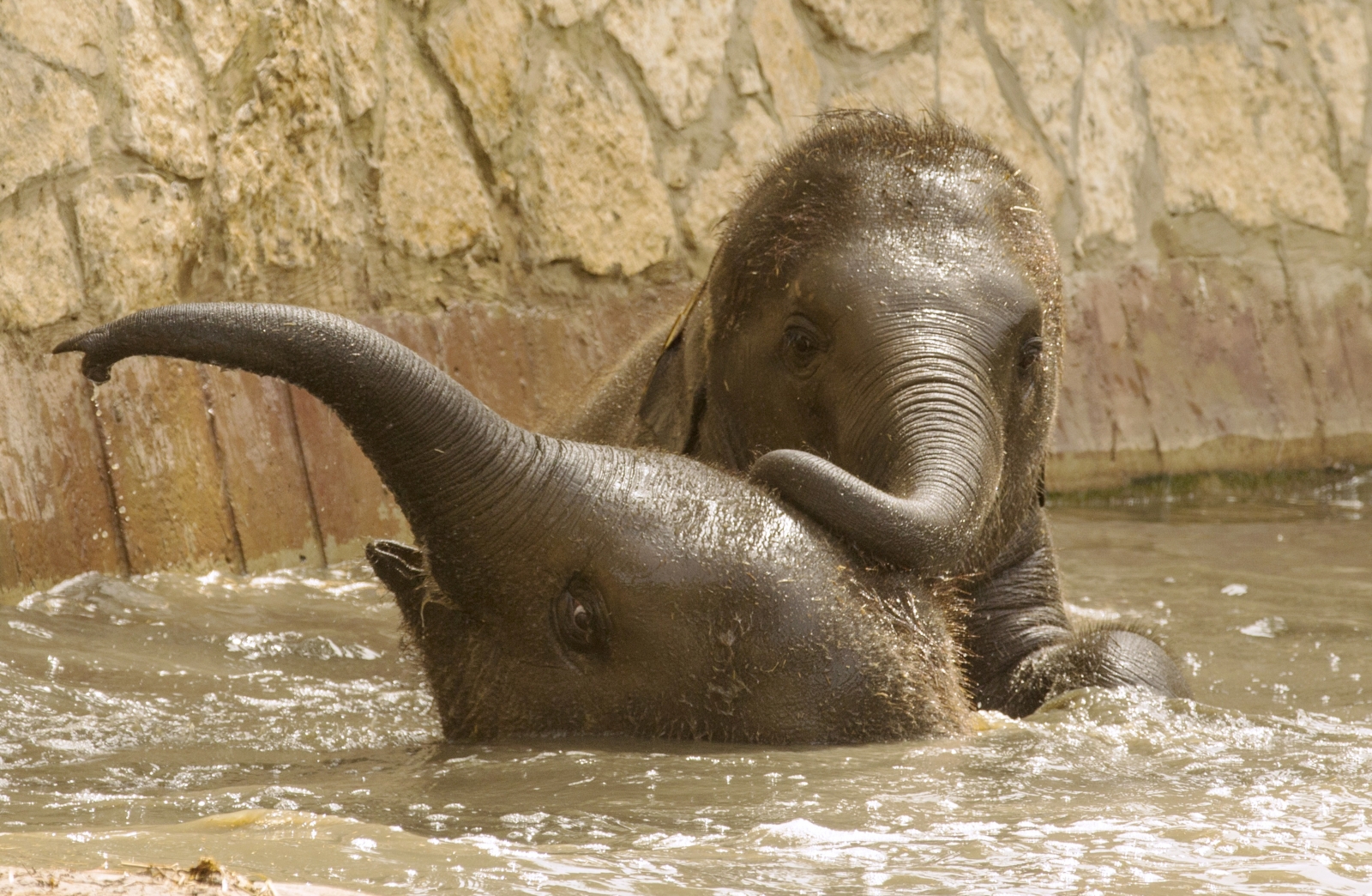 Baby elephants cool off playing in pool